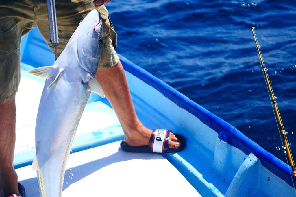 Cedros island fishing