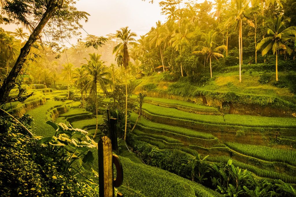 Bali - Ubud