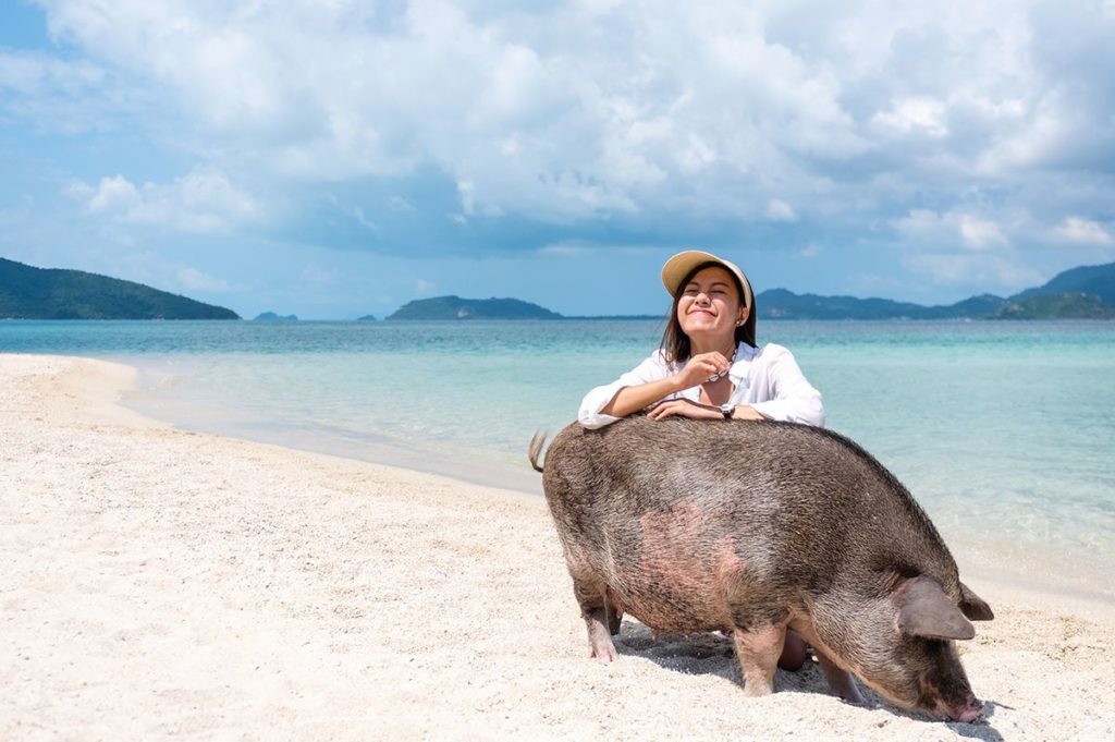 swimmingwith pigs Bahamas