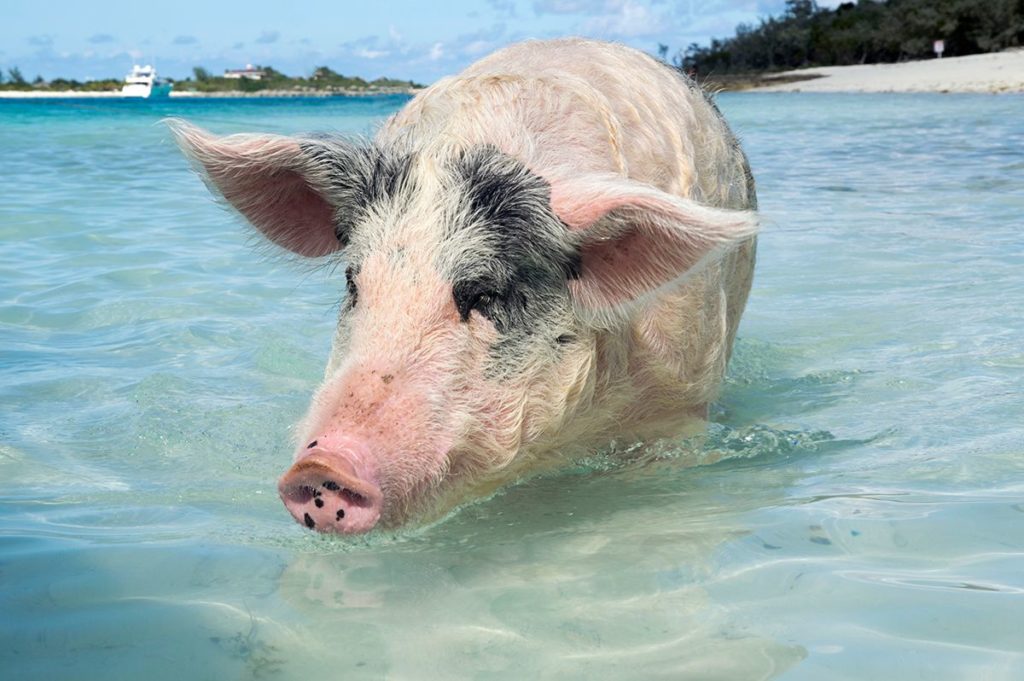 swimmin pigs Bahamas