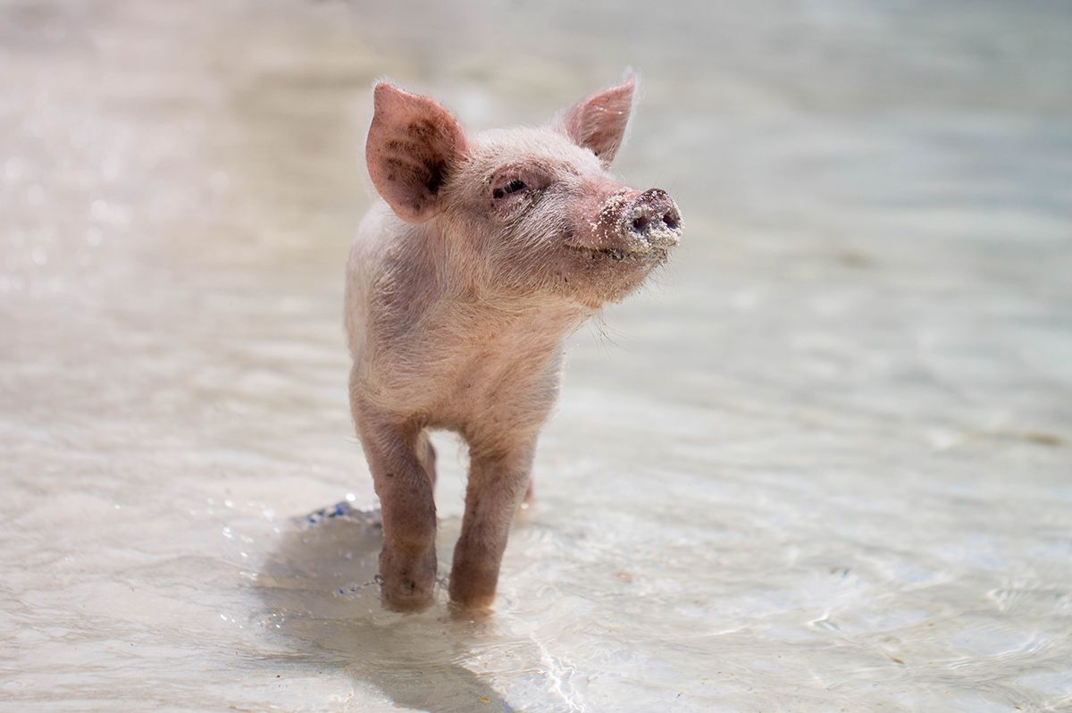 Island of Pigs Bahamas — swim with the pigs