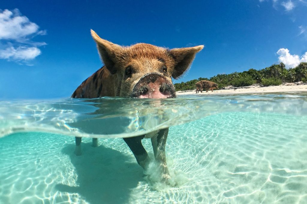 Swimming pigs