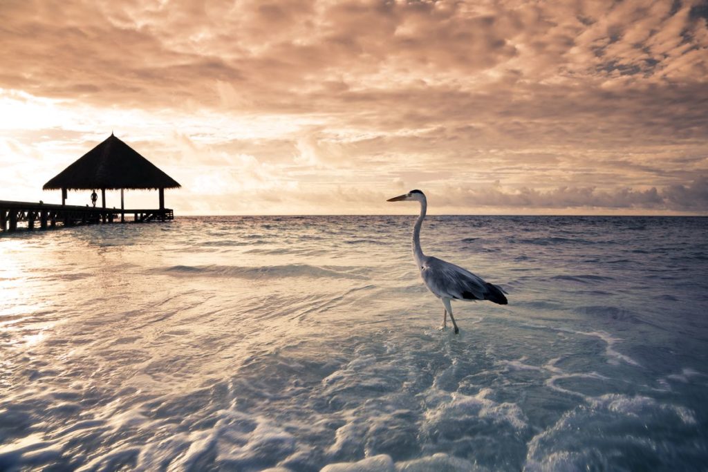 Maldives tropical beach bird