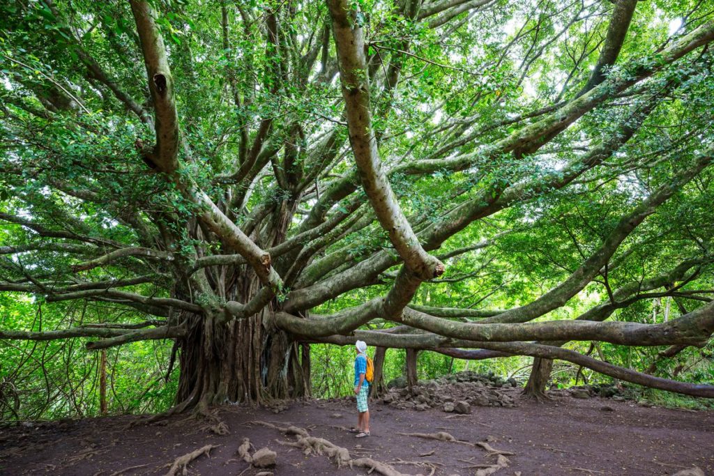 Hawaii island Maui tree
