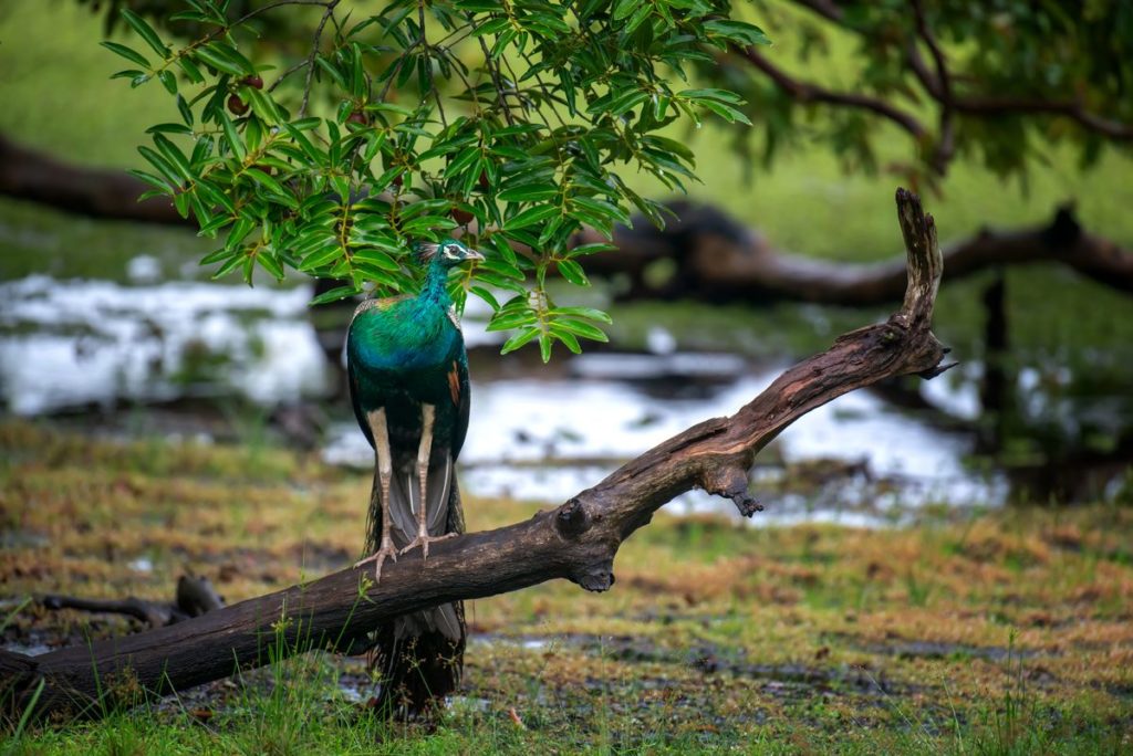 Lanka bird