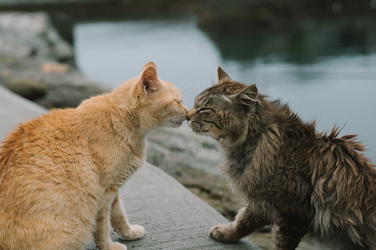 Cat Island, Japan: Exploring the Isle of Whiskers and Paws