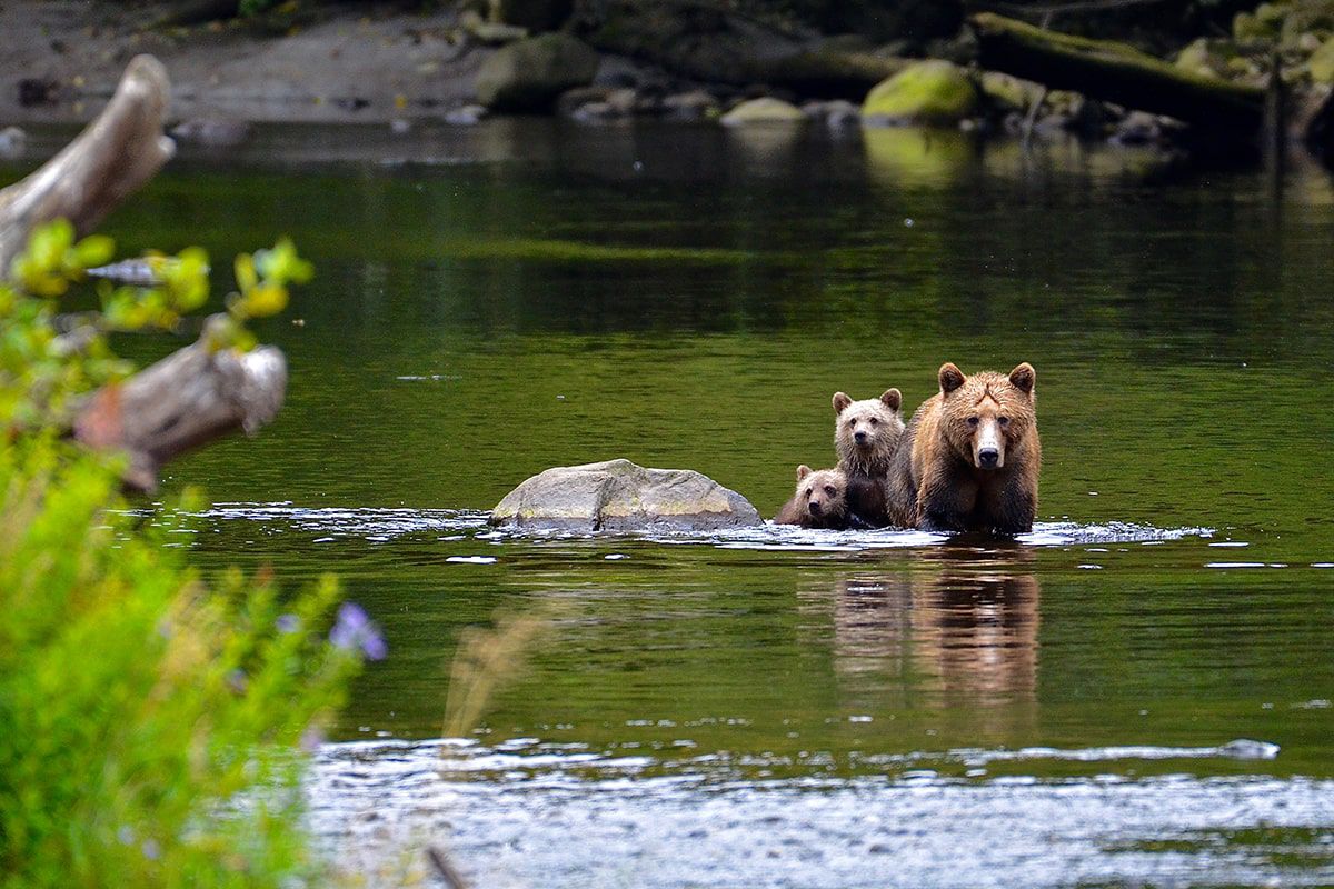 Grizzly Island: A Sanctuary for Admirers of Nature and Wildlife area