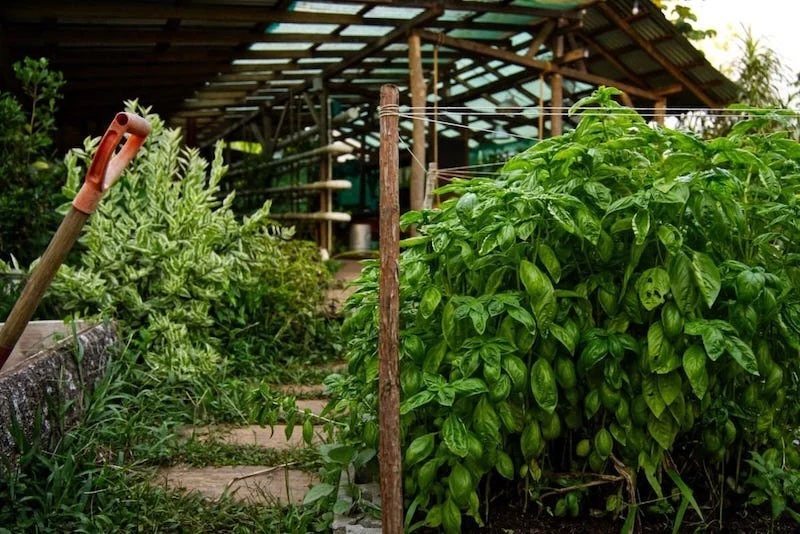 SoulFire Farm – Isla Solarte 18