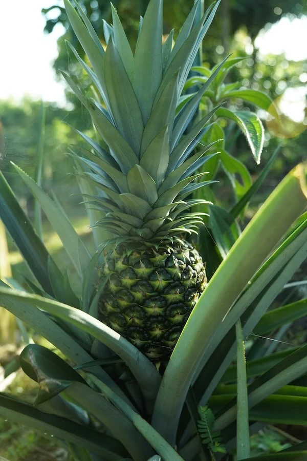 SoulFire Farm – Isla Solarte 20