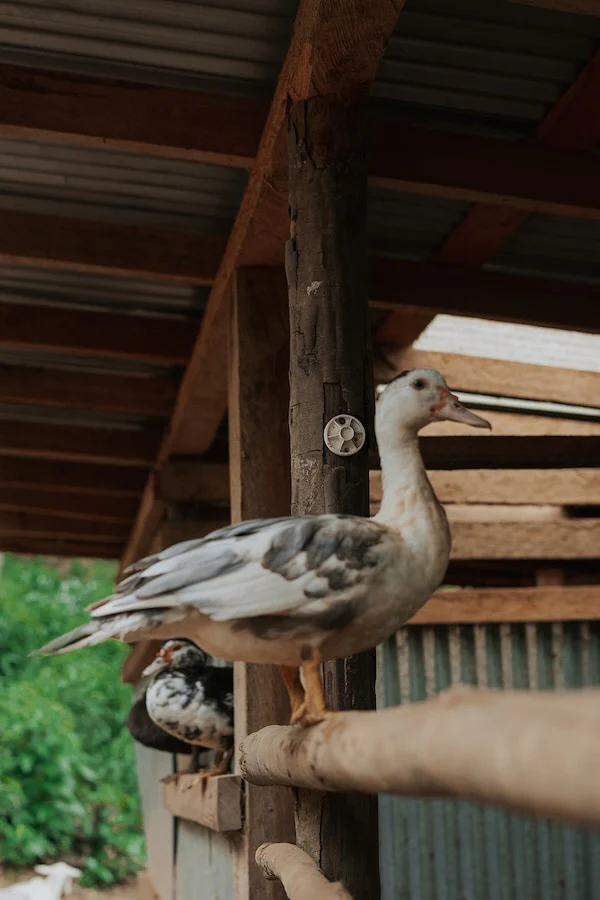 SoulFire Farm – Isla Solarte 29